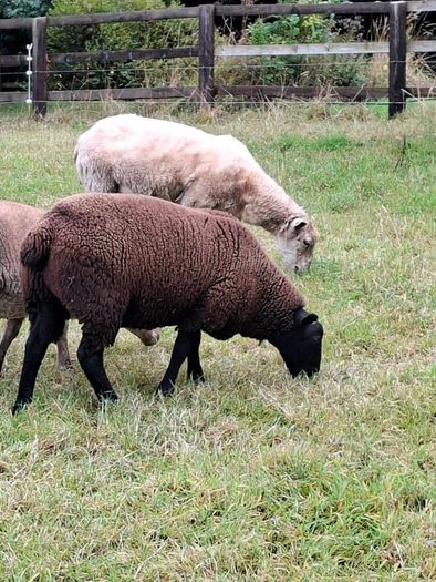 2  Butchers Lambs.