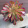 aeonium lina (rare succulent) Image 2