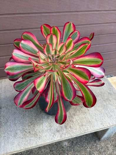 aeonium lina (rare succulent)