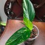 Monstera Standleyana Aurea Variegated Image 3
