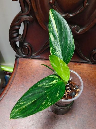Monstera Standleyana Aurea Variegated