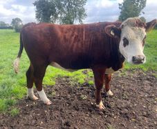 Bulling heifers