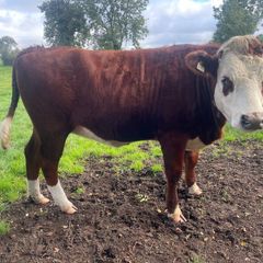 Bulling heifers