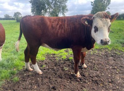 Bulling heifers