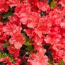 Azaleas, Evergreen Shrubs Image 5