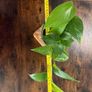 Golden pathos house plant Image 5
