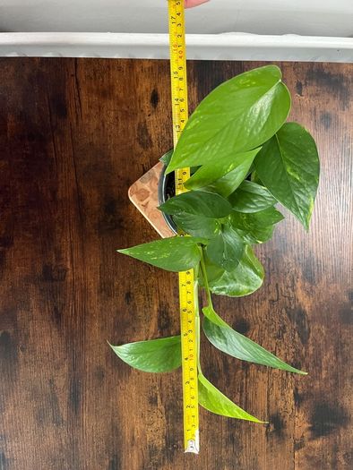 Golden pathos house plant