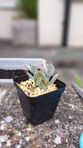 Panda plant