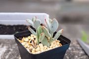 Panda plant
