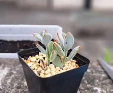 Panda plant