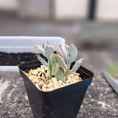 Panda plant