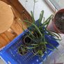 3 Plants incl. Pots Image 3
