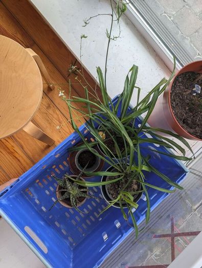 3 Plants incl. Pots