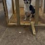 Premium Handmade Wooden Dog Kennel  Custom Built Image 6