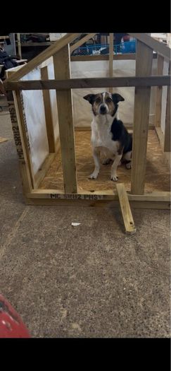 Premium Handmade Wooden Dog Kennel  Custom Built