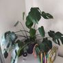 Large monstera + pot Image 2