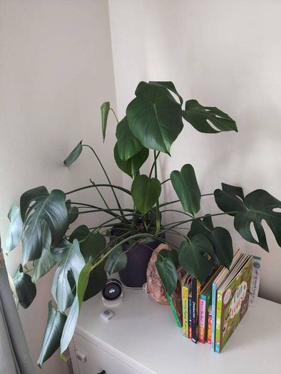 Large monstera + pot