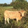 x20 heifers for sale at Ballymahon Mart Image 4