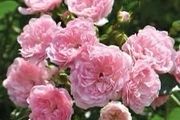The Fairy Carpet Rose
