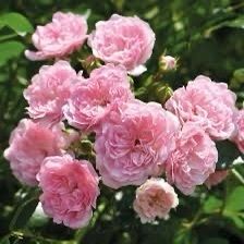 The Fairy Bare root roses