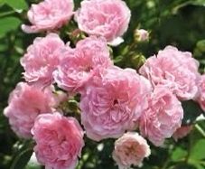 The Fairy Bare root roses