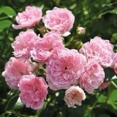 The Fairy Bare root roses