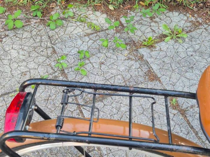 ladies bike