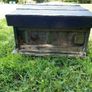 bees Image 6