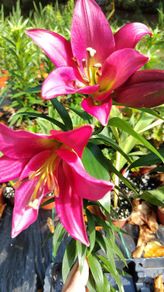Giant September Flowering Lilies