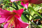 Giant September Flowering Lilies