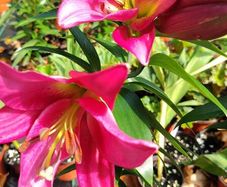 Giant September Flowering Lilies