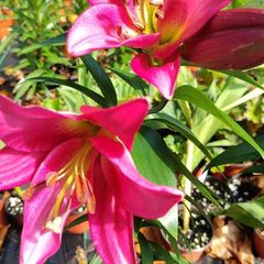 Giant September Flowering Lilies