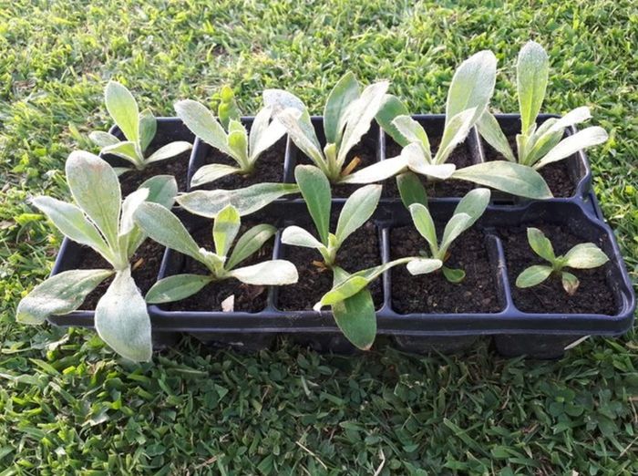 Lychnis Coronaria Seeds