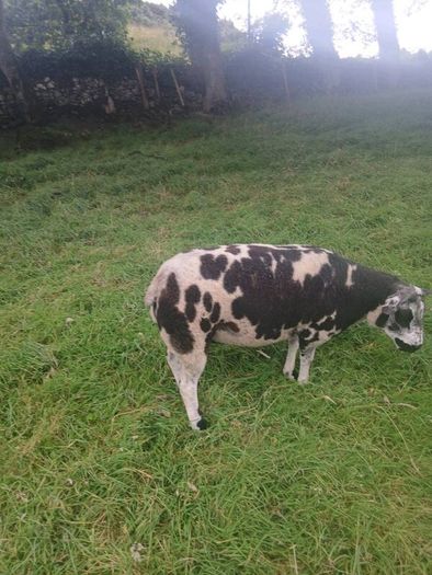 Dutch Spotted sheep