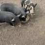 Piglets Image 3