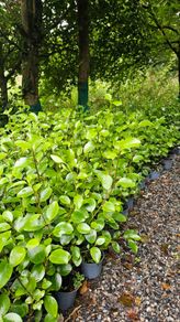 Two Foot Griselina Hedging Plants