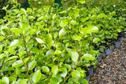Two Foot Griselina Hedging Plants