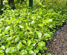 Two Foot Griselina Hedging Plants