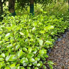 Two Foot Griselina Hedging Plants