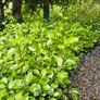 Large Shrubs, Garden Plants Image 9