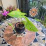 Syngonium Mojito Mottled - house plant - indoor plant Image 3