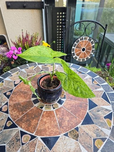 Syngonium Mojito Mottled - house plant - indoor plant