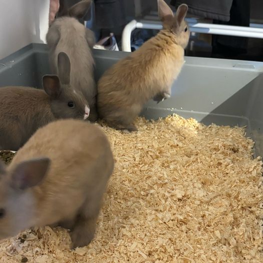 Dwarf Bunnies