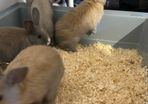 Dwarf Bunnies