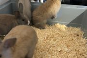 Dwarf Bunnies