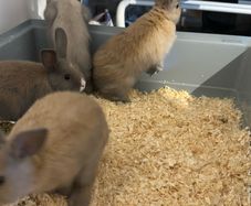 Dwarf Bunnies