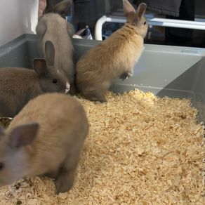 Dwarf Bunnies