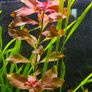 aquarium plants Image 2