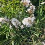 Libertia plants Image 2
