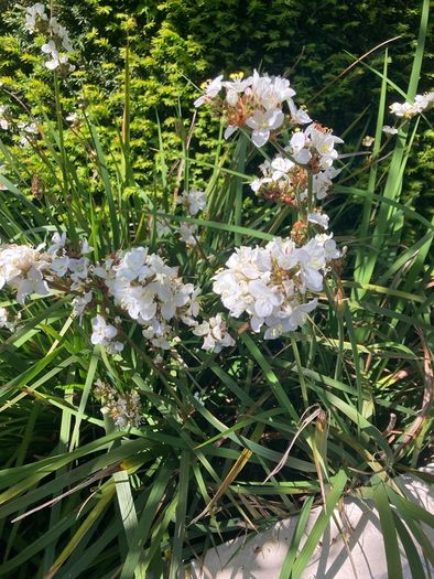 Libertia plants